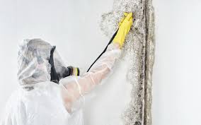 Best Real Estate Mold Inspection  in Gibson, AR